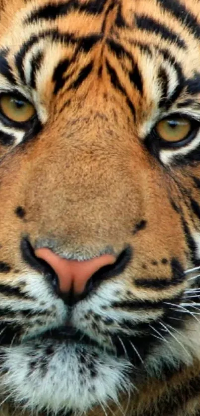 Close-up image of a majestic tiger with striking orange and black stripes.