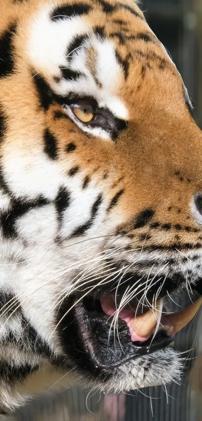 Close-up view of a majestic tiger displaying its striking fur patterns.