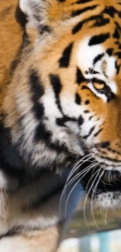 Close-up of a majestic tiger's face with striking golden brown and black stripes.