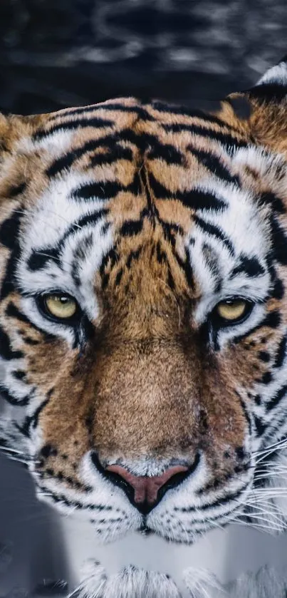 Stunning close-up of a tiger face, highlighting its vibrant stripes and piercing eyes.