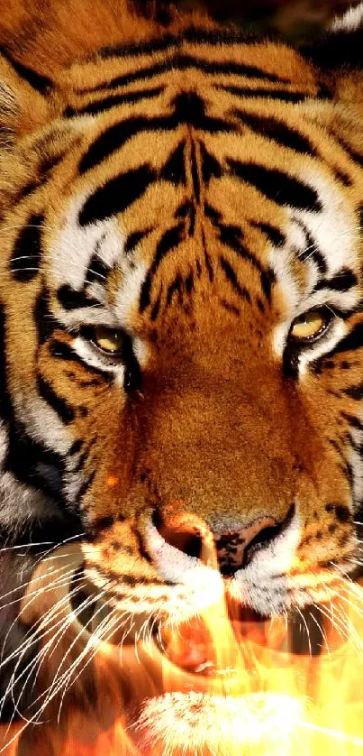 Close-up image of a majestic tiger in the wild.