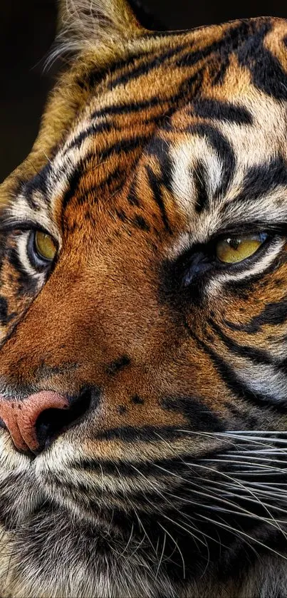 Close-up of a majestic tiger with striking orange and black stripes.