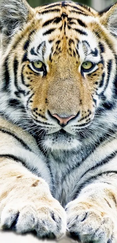 Close-up of a majestic tiger with striking eyes in a natural setting.