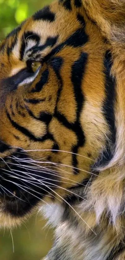 Close-up of a majestic tiger with intricate stripes and piercing eyes.