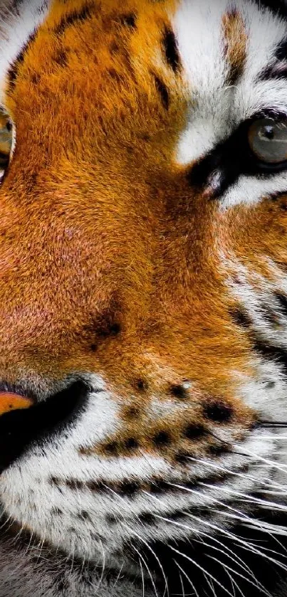 Close-up image of a majestic tiger's face with vivid orange and black patterns.