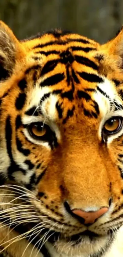 Majestic close-up of a tiger with vivid orange and black stripes.