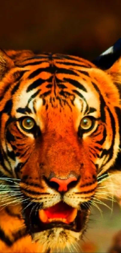 Close-up of a majestic tiger with vibrant stripes.