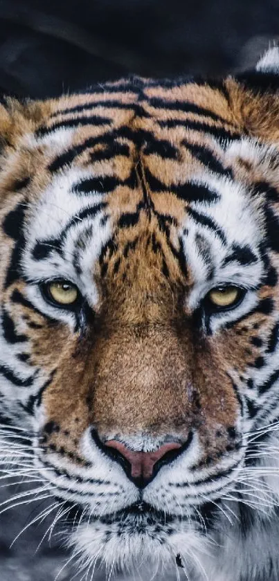 Close-up of a majestic tiger with striking orange and black stripes.