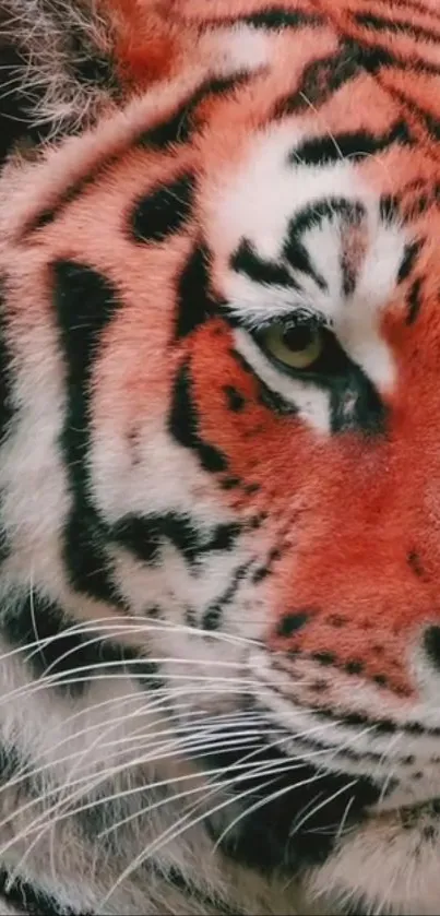 Close-up of a majestic tiger with vivid details and striking orange fur.