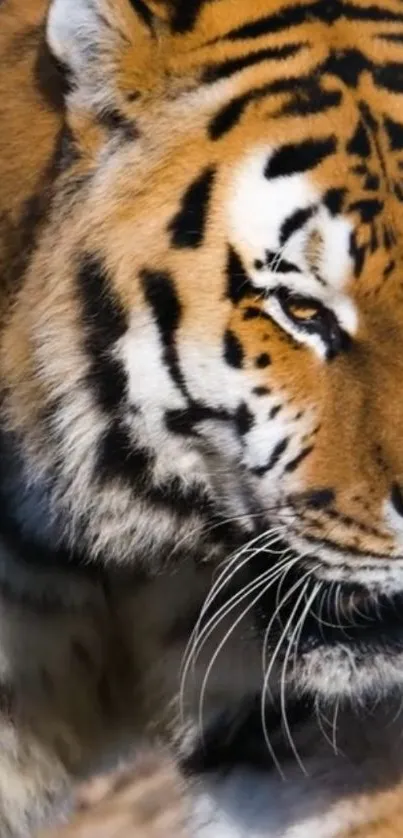 Close-up image of a majestic tiger in natural light.