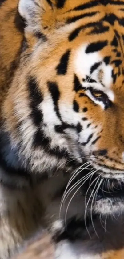 Close-up of a majestic tiger showcasing its striking fur pattern.