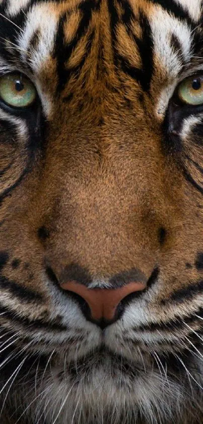 Close-up of a tiger face with orange and black fur, staring intently.