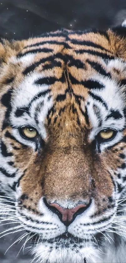 Majestic tiger close-up with stunning gaze and intricate stripes.