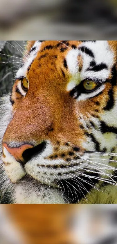 Close-up view of a majestic tiger's face with vivid orange and black stripes.