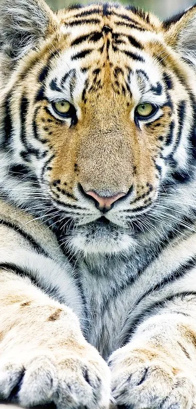 Close-up photo of a majestic tiger with striking golden and black stripes.