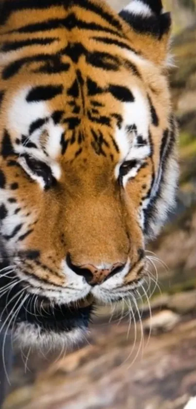 Close-up of a majestic tiger's face, displaying its vibrant orange and black stripes.