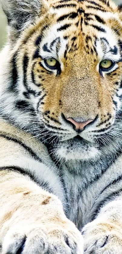 Close-up of a majestic tiger with striking eyes and detailed fur.