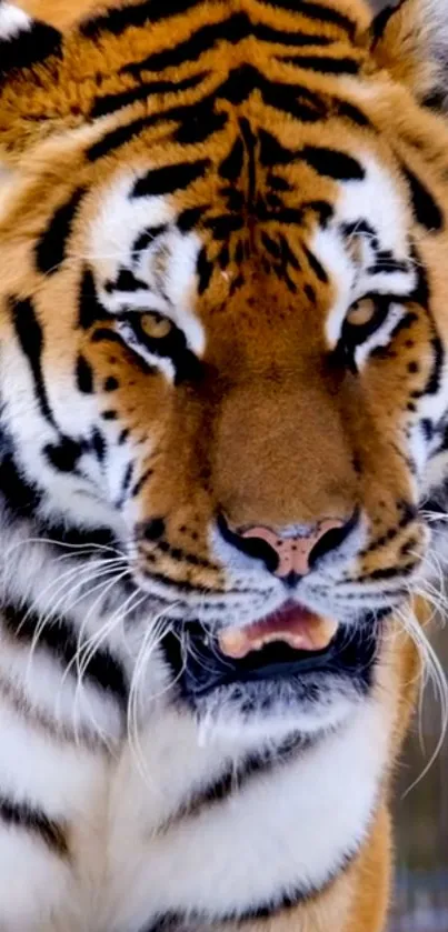 Close-up image of a majestic tiger with striking orange and black stripes.