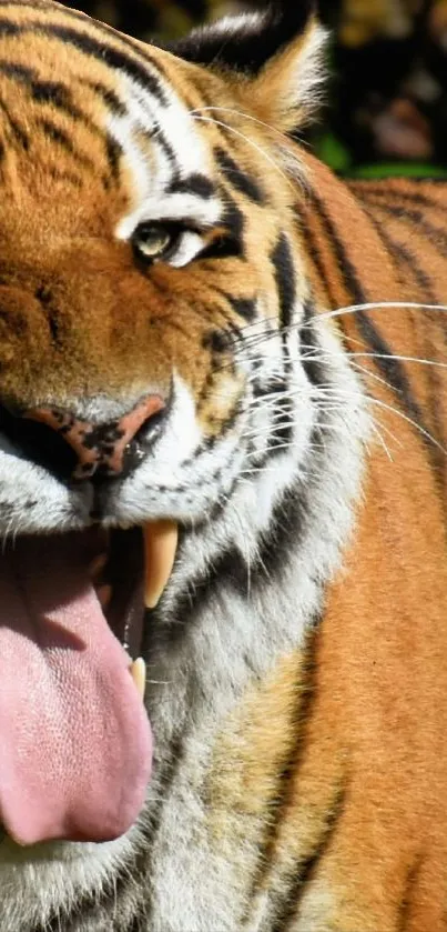 Close-up of a fierce tiger with mouth open, showing its majestic presence.