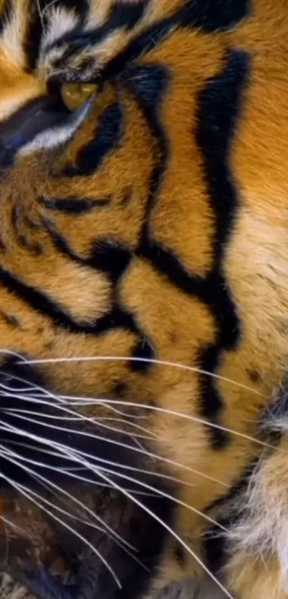 Close-up of a tiger's face with striking orange and black fur.