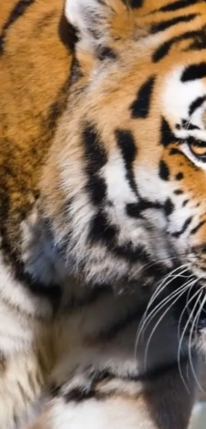 Close-up of a tiger's face and stripes in detailed view.