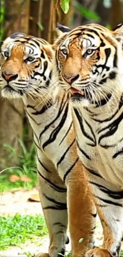 Two majestic tigers in a forest, perfect for phone wallpaper