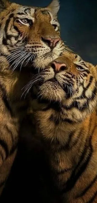 Majestic tiger duo in natural light showcasing their stripes.