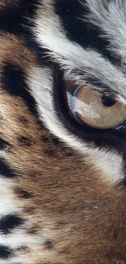 Close-up of a tiger's eye with striking details and vibrant fur colors.