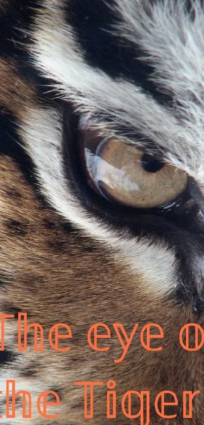 Close-up of a tiger's eye with intricate fur patterns, highlighting its majesty.