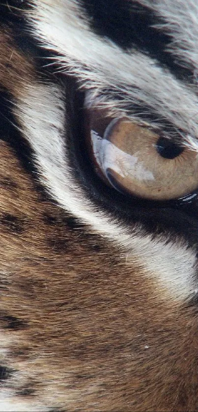 Close-up of a tiger's eye showcasing its majestic details.