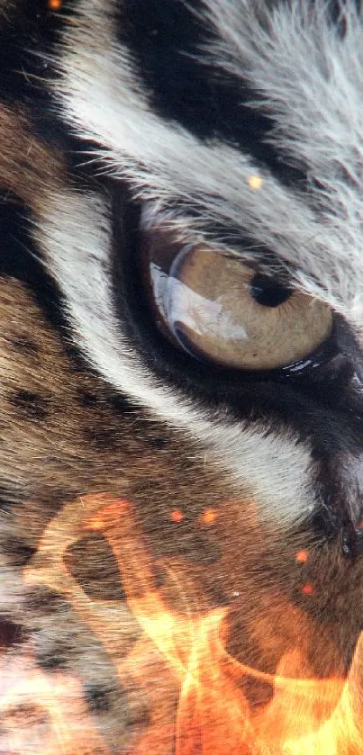 Close-up of a tiger's eye with detailed fur patterns.