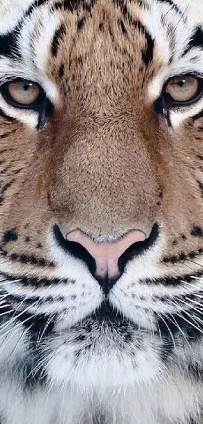 Close-up of a majestic tiger face with striking stripes and intense gaze.