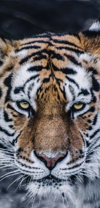 Close-up of a majestic tiger with piercing eyes and bold stripes.