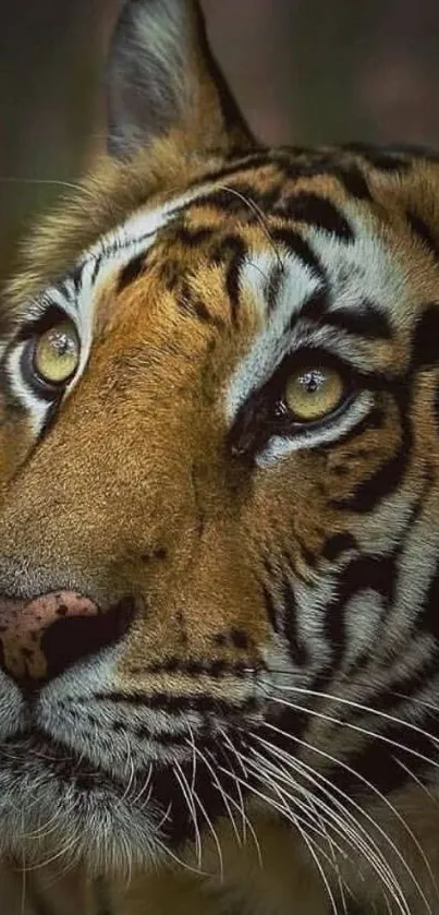 Close-up of a tiger's face with striking eyes and detailed fur patterns.