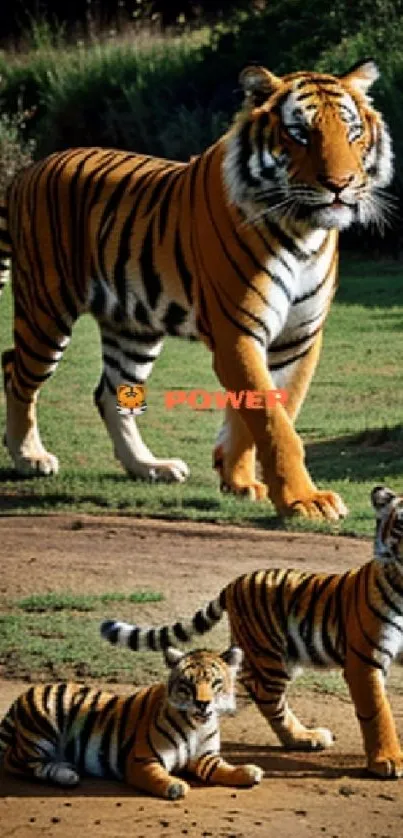 Majestic tiger family in their natural habitat, showcasing vivid colors and stripes.