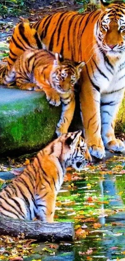 Tiger family by a pond in vibrant nature.