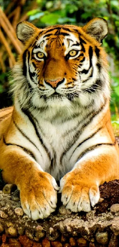 Majestic tiger lying in a lush green forest, showcasing stunning natural beauty.