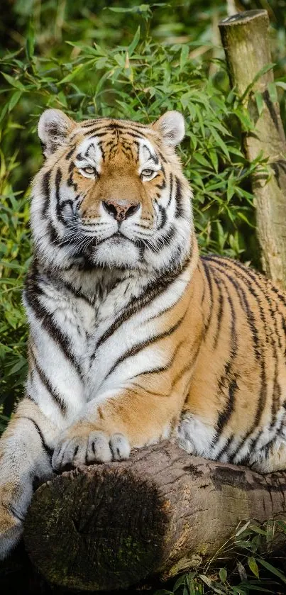 Majestic tiger resting on a log in a lush forest setting.