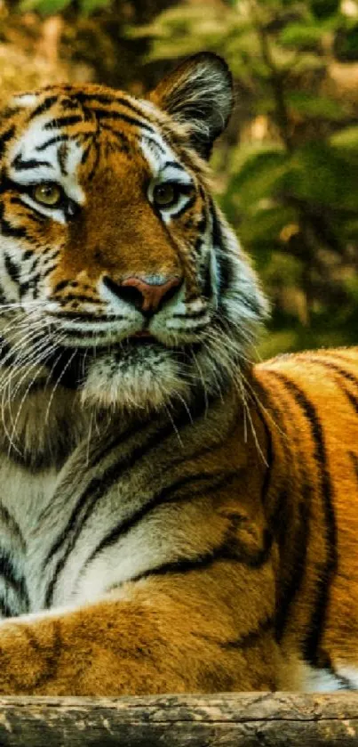 Majestic tiger resting in a lush forest setting with vivid orange and black stripes.