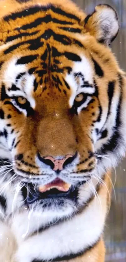 Majestic tiger staring directly, showcasing its vibrant orange fur.