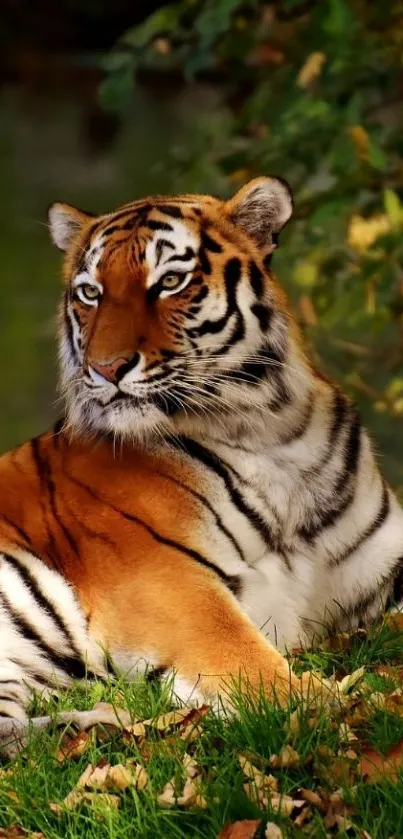 Majestic tiger resting in autumn forest.