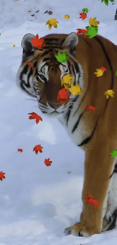 Tiger surrounded by colorful autumn leaves on snow