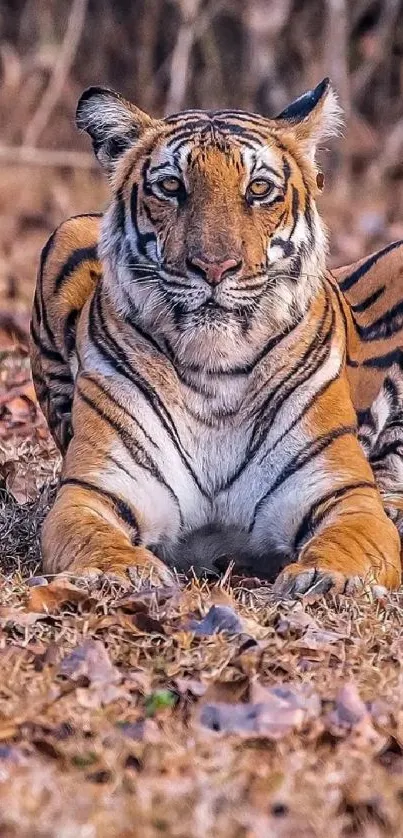 A majestic tiger resting on autumn leaves in a forest setting.