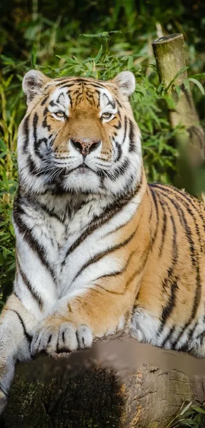 Majestic tiger relaxing in bamboo forest, rich in vibrant colors.