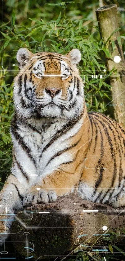 Majestic tiger resting on a log in bamboo forest setting.