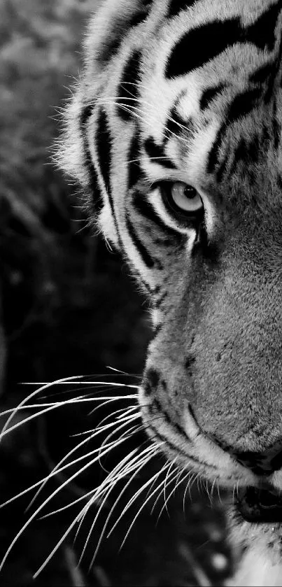 Black and white close-up of a tiger's face in nature.