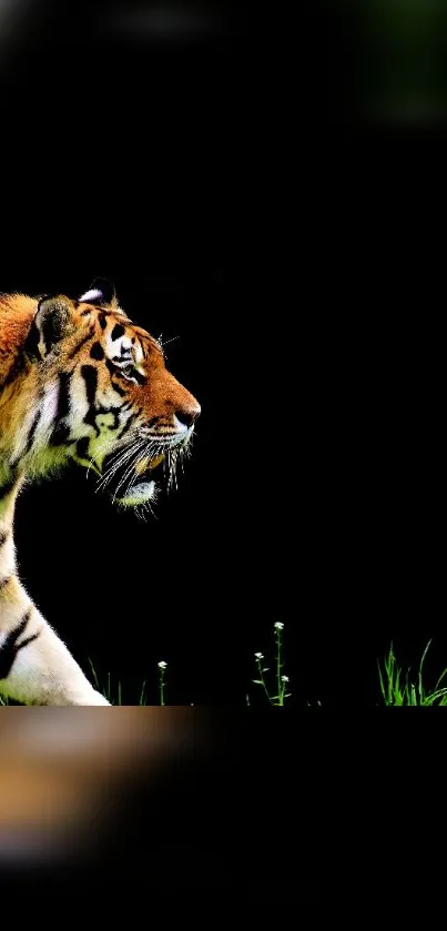 Majestic tiger walking through a dark forest background.