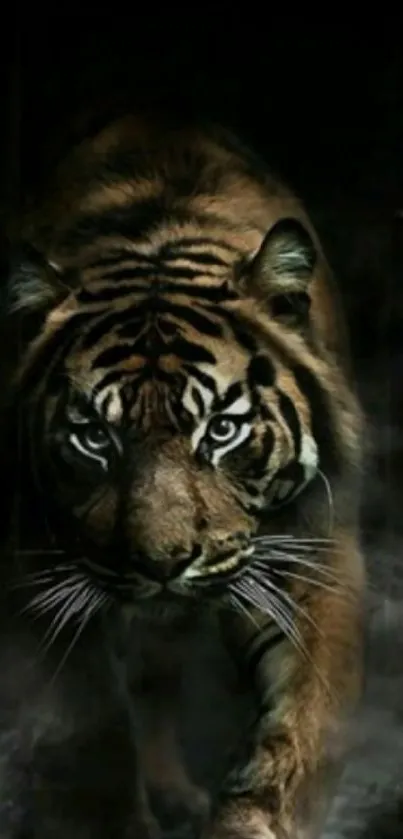 Majestic tiger emerging from darkness in striking wallpaper.