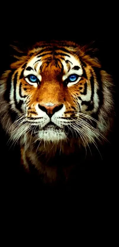 Majestic tiger with blue eyes on a dark background.