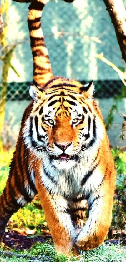 Majestic tiger walking in a forest setting, vibrant and natural mobile wallpaper.